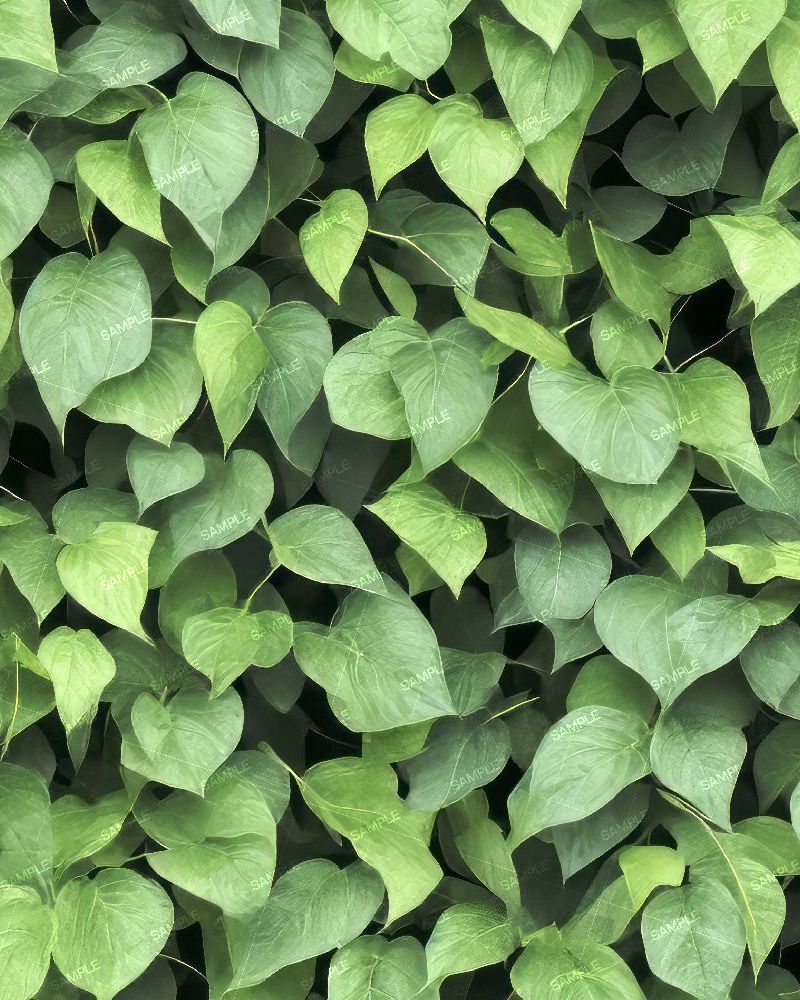 Morning Glory Vine