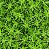 Moss-28.jpg