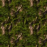 Mossy-Bark-22.jpg