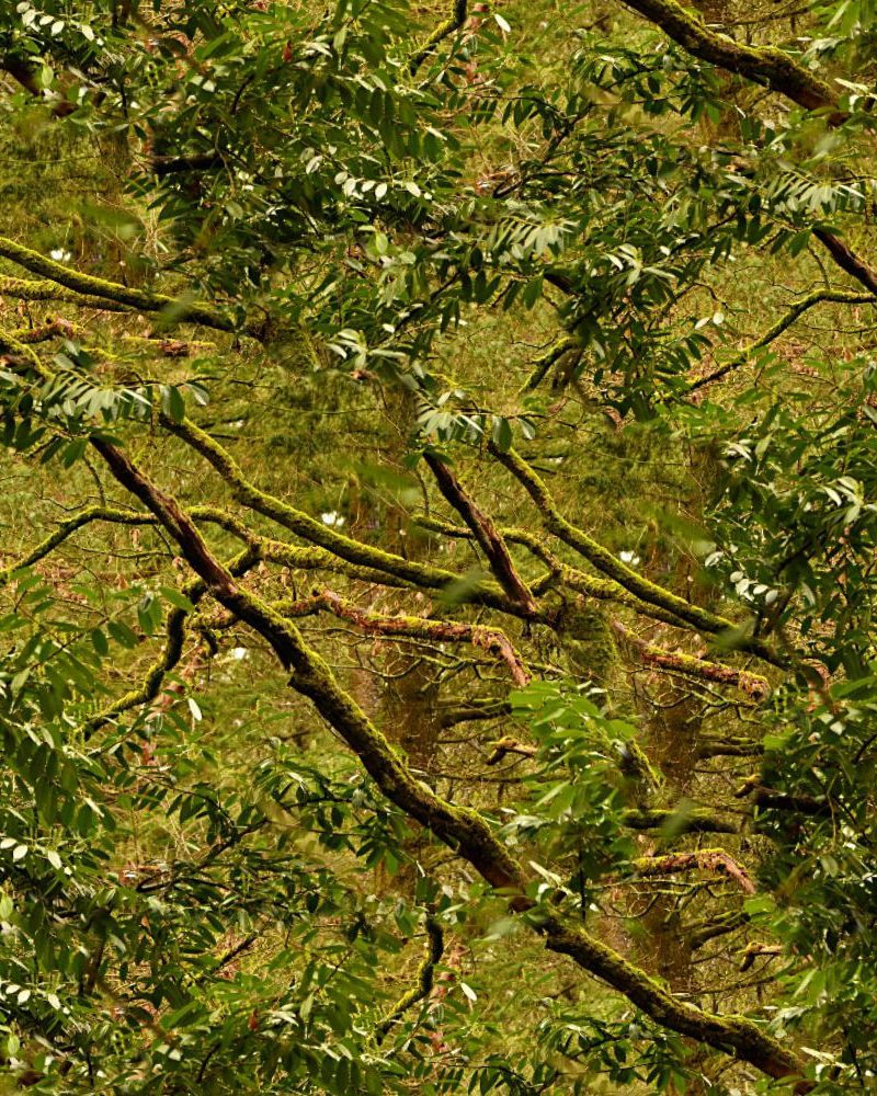 Mossy Branch Camouflage