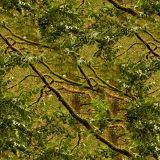 Mossy-Branch-Camo.jpg