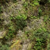 Mossy-Canyon.jpg