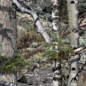 Mossy Oak Mountain Country Camouflage