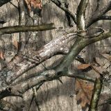 Mossy-Oak-Treestand-Camo.jpg