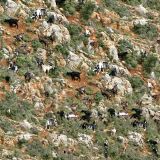 Mountain-Goat-Camo.jpg