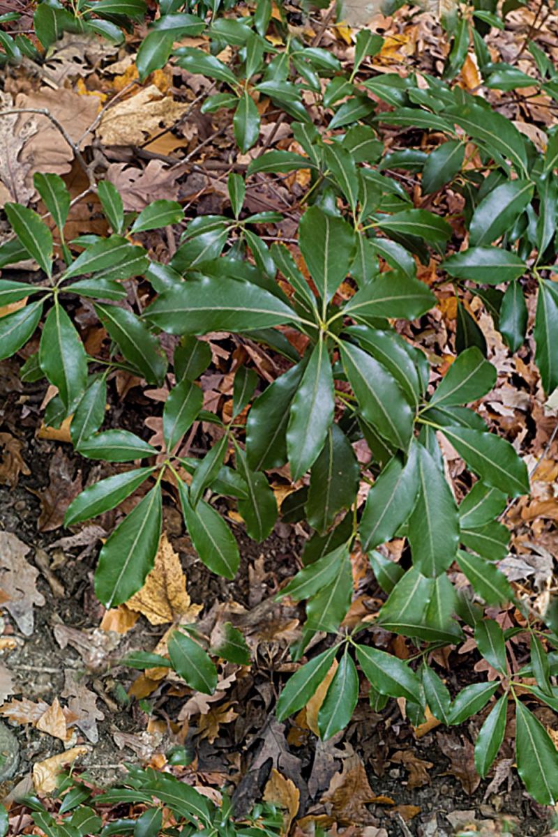 Mountain Laurel Camouflage