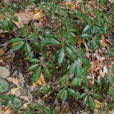 Mountain-Laurel-Camo.jpg