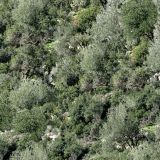 Mountainside-Camo.jpg