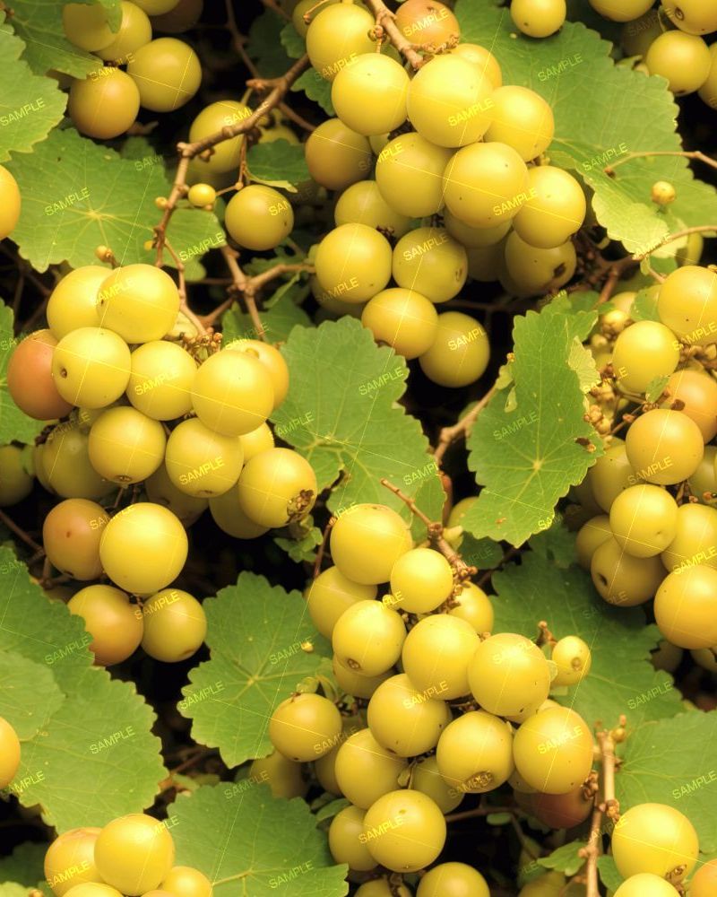 Muscadines