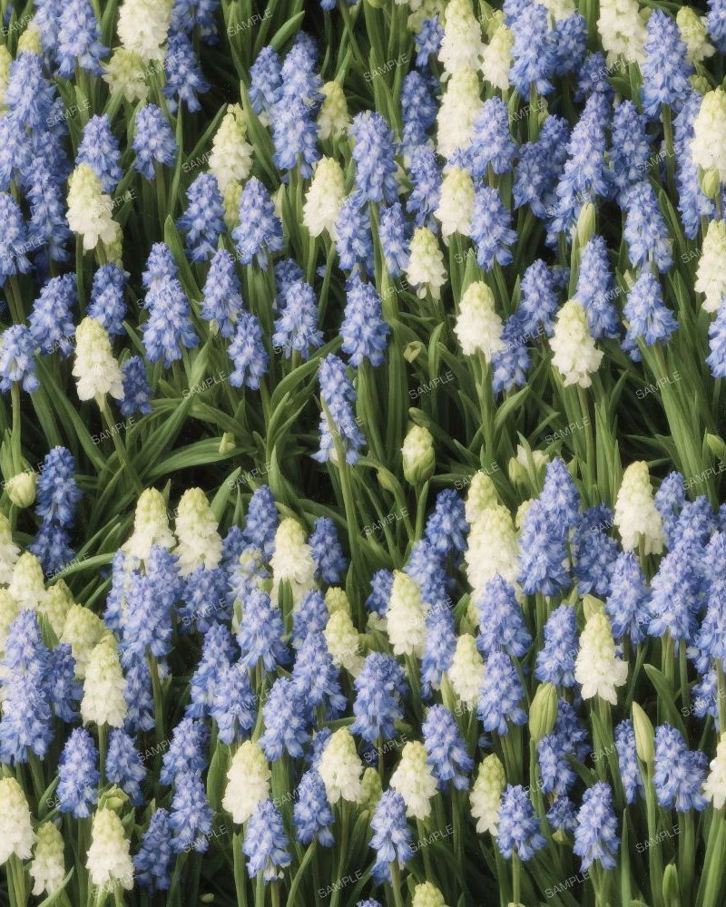 Muscari Flowers Painting