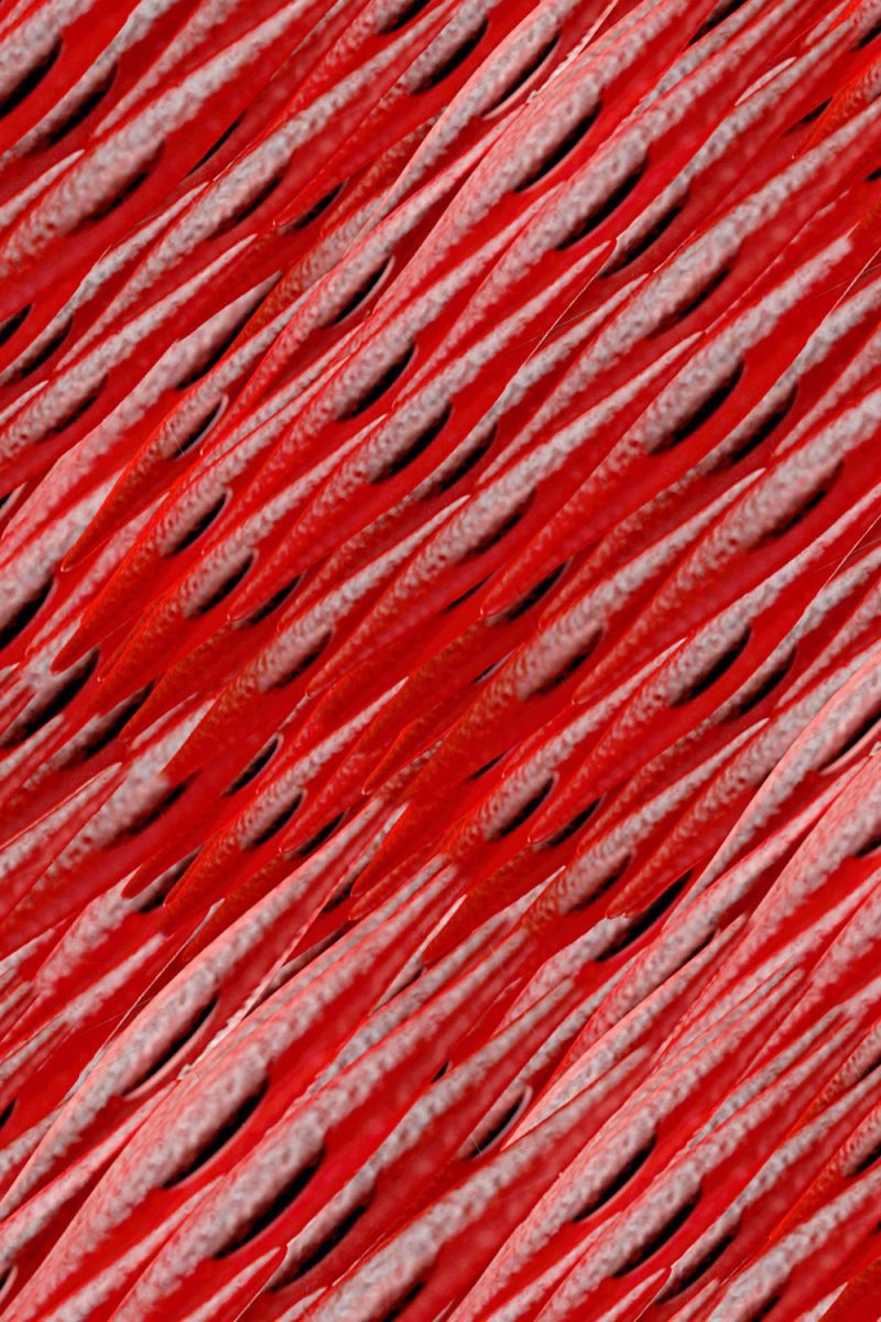Muscle Cells 22