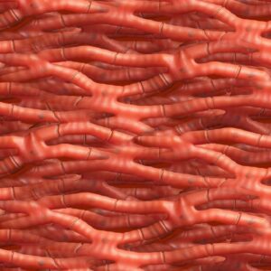 Muscle Cells