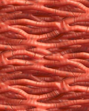 Muscle Cells