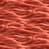 Muscle-Cells.jpg