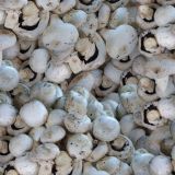 Mushrooms-22.jpg