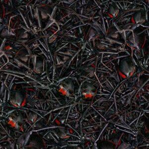 Nest of Black Widow Spiders
