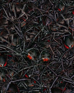 Nest of Black Widow Spiders