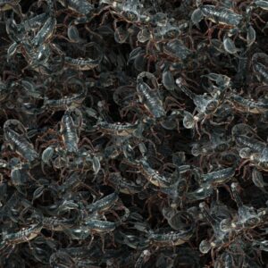 Nest of Scorpions 22