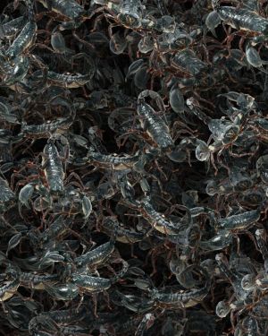 Nest of Scorpions 22