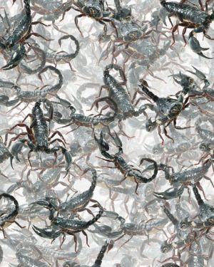 Nest of Scorpions 23