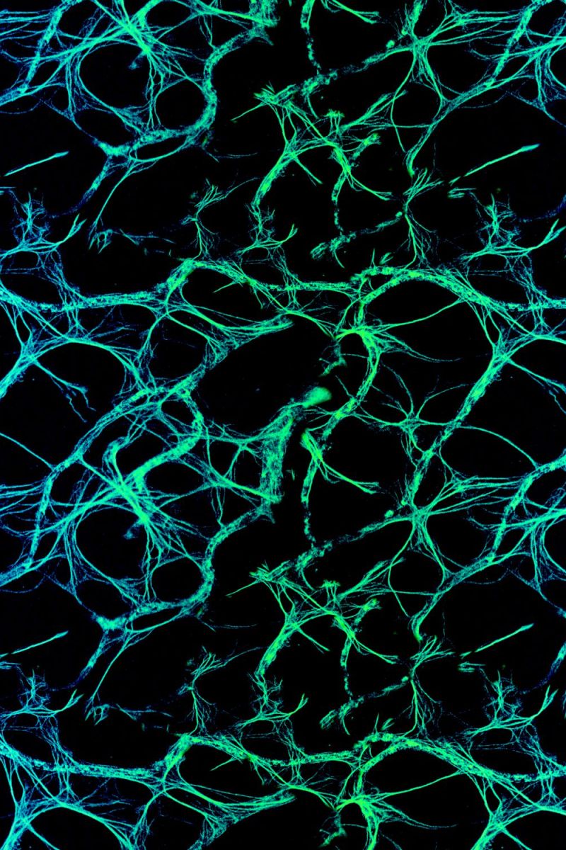 Neural Net Blue Green