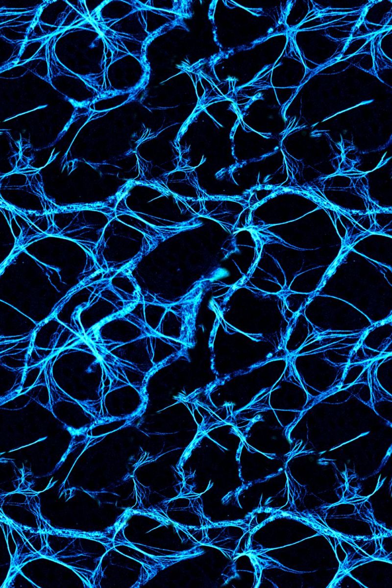 Neural Net Blue