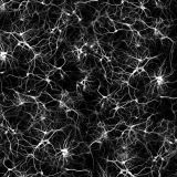 Neurons-22-thumb.jpg