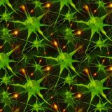 Neurons-23.jpg