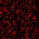 Neurons-24-thumb.jpg