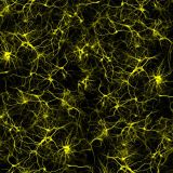 Neurons-26-thumb.jpg