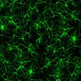 Neurons-27-thumb.jpg