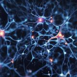 Neurons-and-Synapses-42.jpg