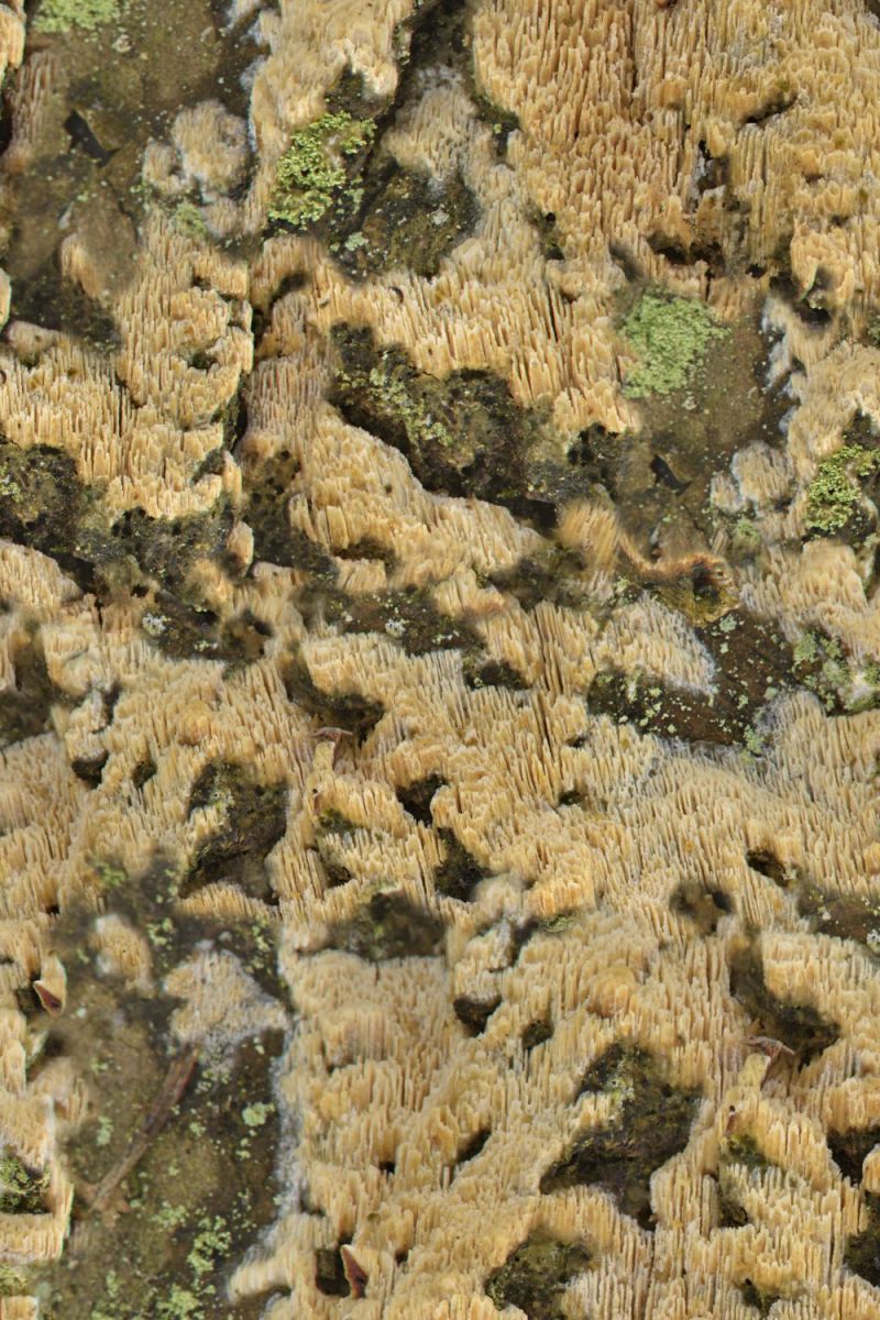 Northside 22 Camouflage
