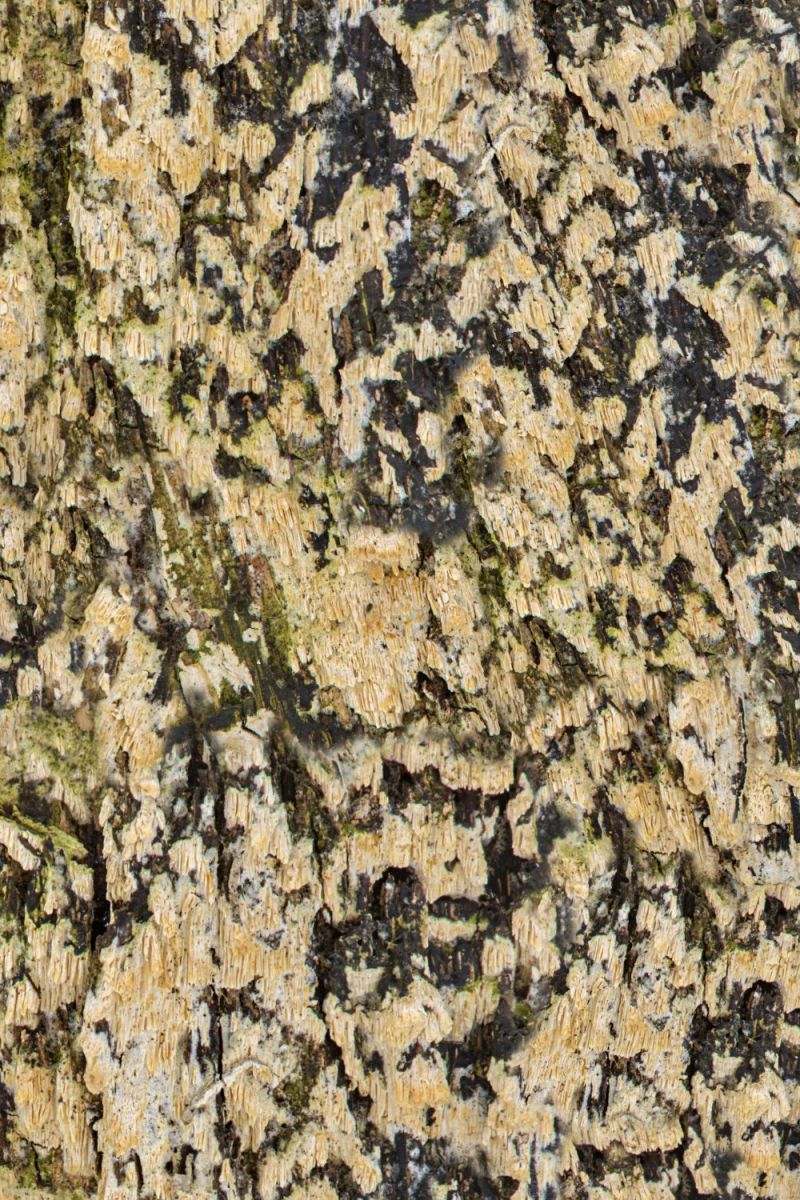 Northside 23 Camouflage