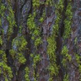 Northside-Pine-Bark-thumb.jpg