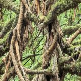 Okefeenokee-Swamp-Camo-42.jpg