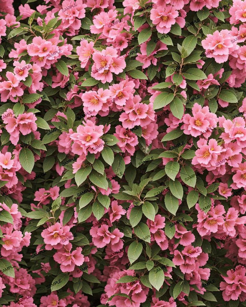 Old Fashioned Weigela