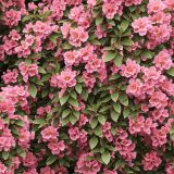 Old-Fashioned-Weigela.jpg