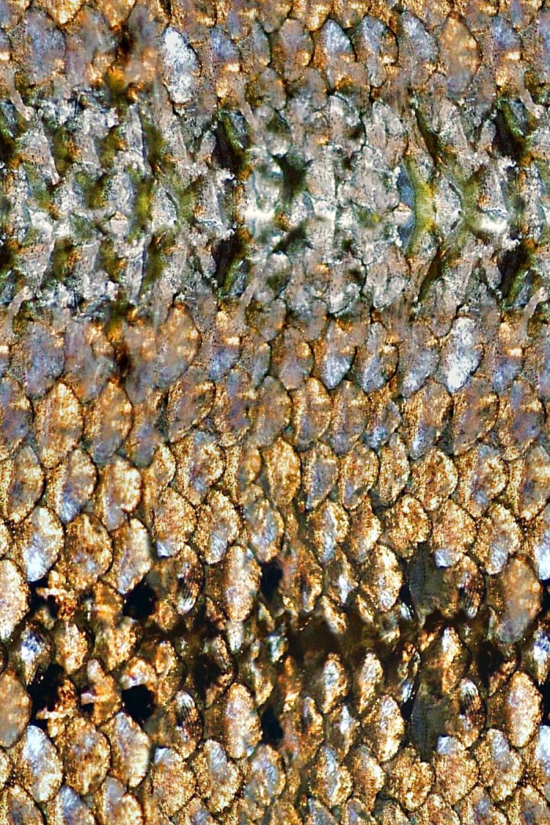Old Fish Scales