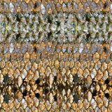 Old-Fish-Scales.jpg