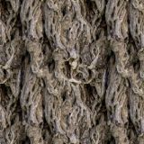 Olive-Tree-22.jpg