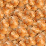 Onions-22.jpg