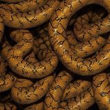 Orange-Snake.jpg