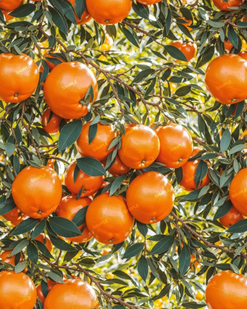 Orange Tree