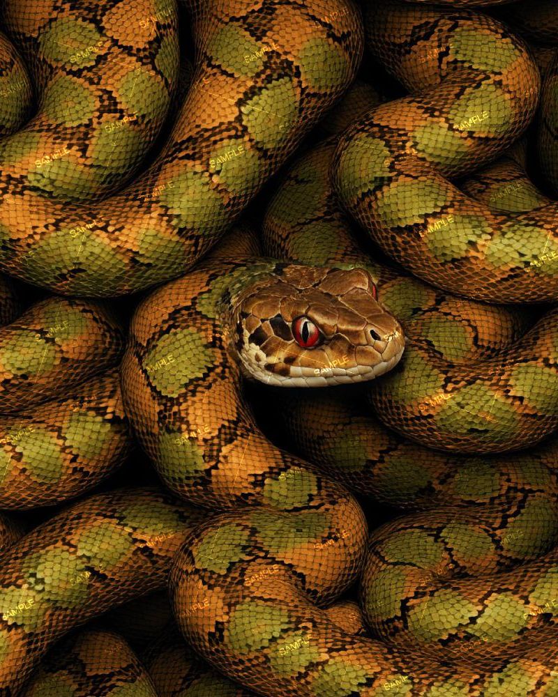 Orange and Green Snake 43