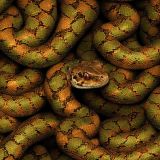 Orange-and-Green-Snake-43.jpg