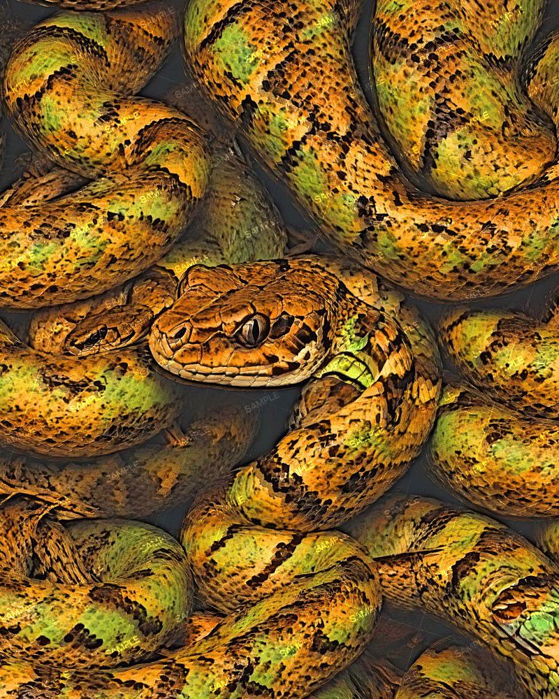 Orange and Green Snake 44