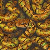 Orange-and-Green-Snake-44-1.jpg