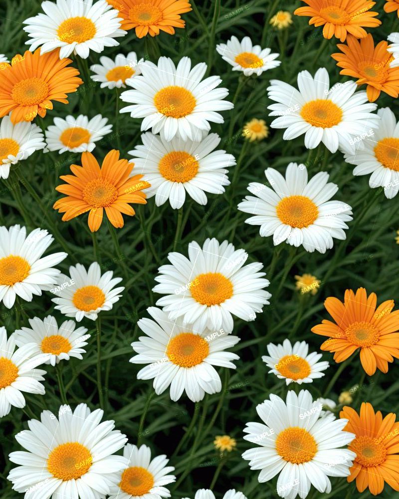 Orange and White Daisies