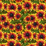 Orange-and-Yellow-Flowers.jpg